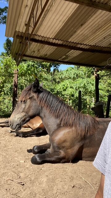 Cavalo descansando na sombra do Recanto